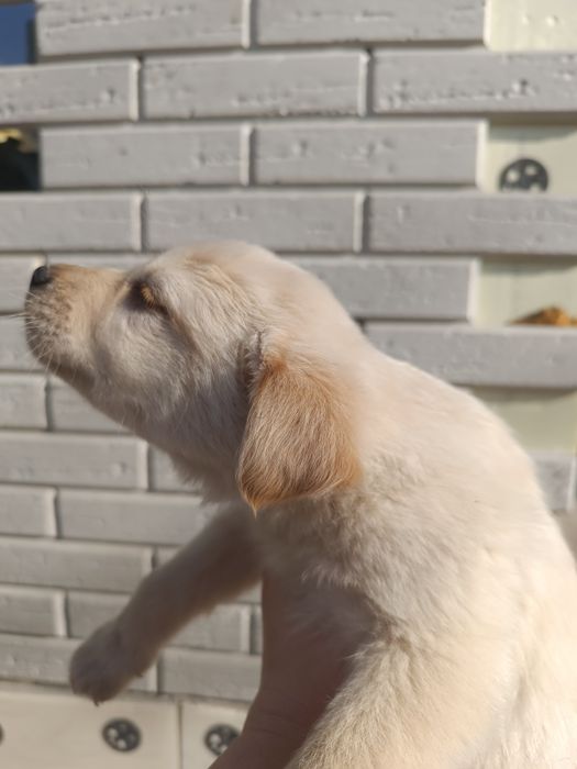 Щенки от лабрадора, 1,5 месяца