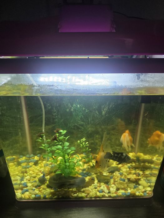 Продам. аквариум