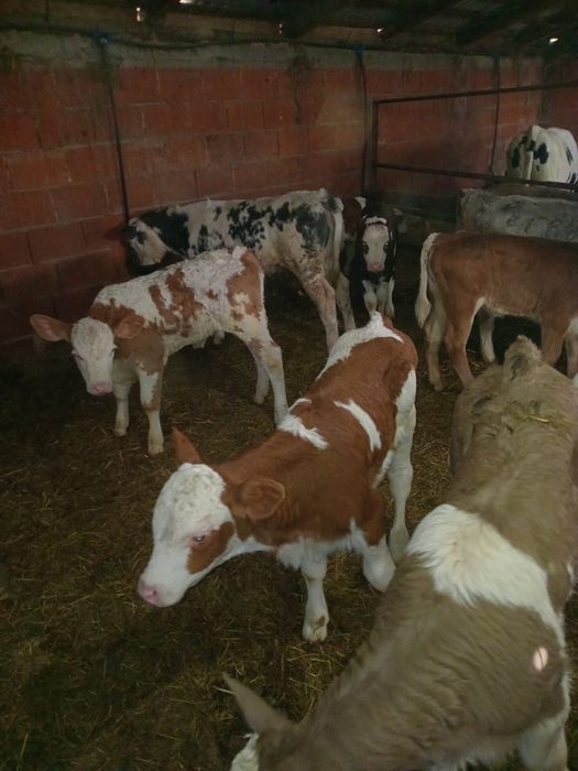 Vând viței semi înțărcați