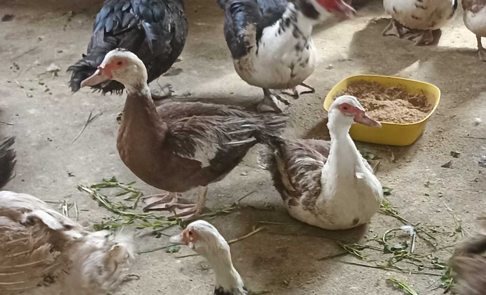 Продам утку (индоутка)