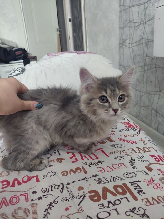 Котёнка отдам даром мальчик