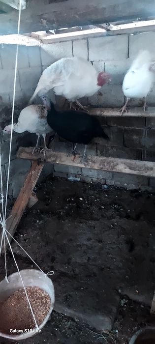Продам индюков ,весенний выводы