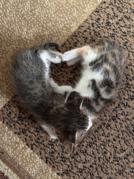 КОТЯТА в хорошие руки