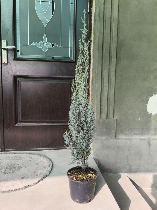 Арча Аризонская кепарис сотилади