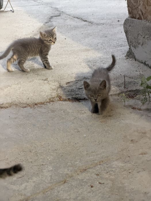 Отдам котят в добрые руки