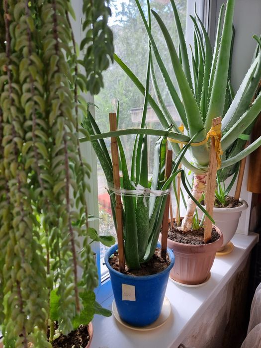 Настойка алоэ для ЖКТ