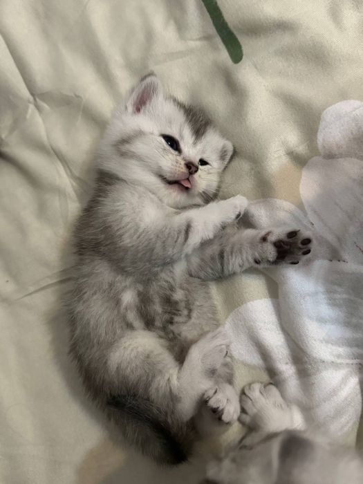 котята шиншилы