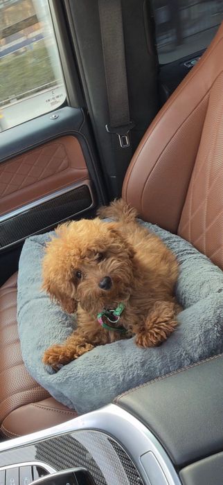 Мъжки Пудел Той