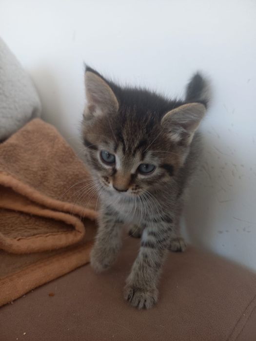 Отдам котят в хорошие руки