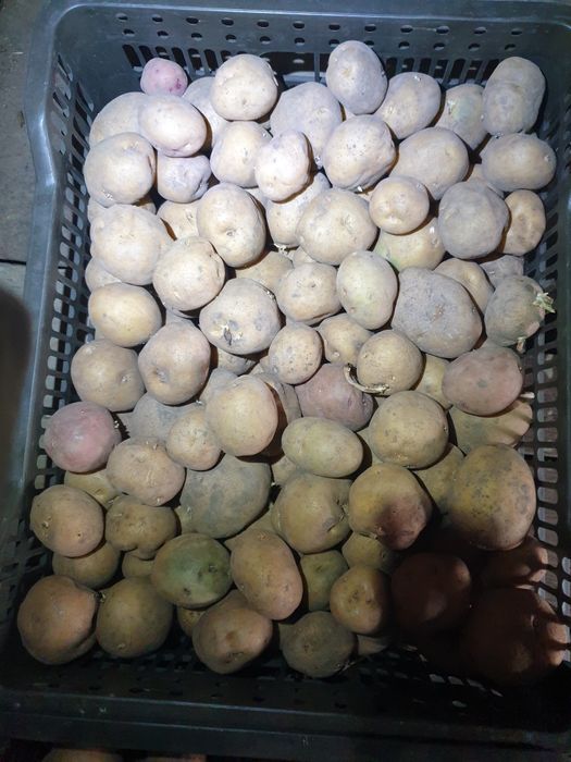 Продам семенной картофель