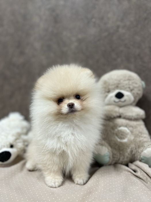 Шпиц, девочка шпиц