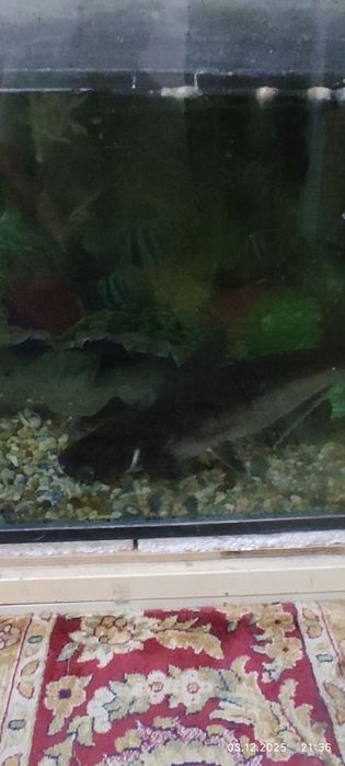 Два аквариума на стойке