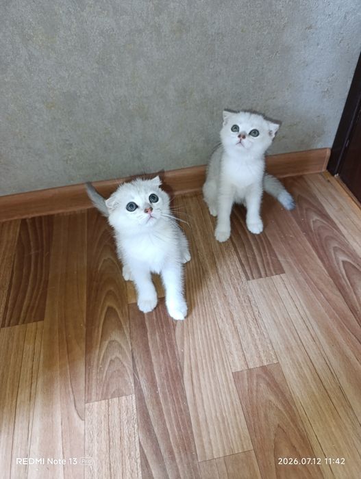 Вислаухие мальчики