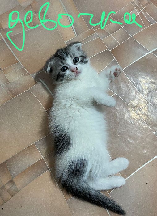 Отдам катят 2 месяца