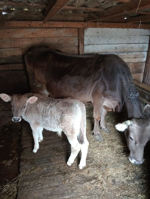 Vând vaca și vițel