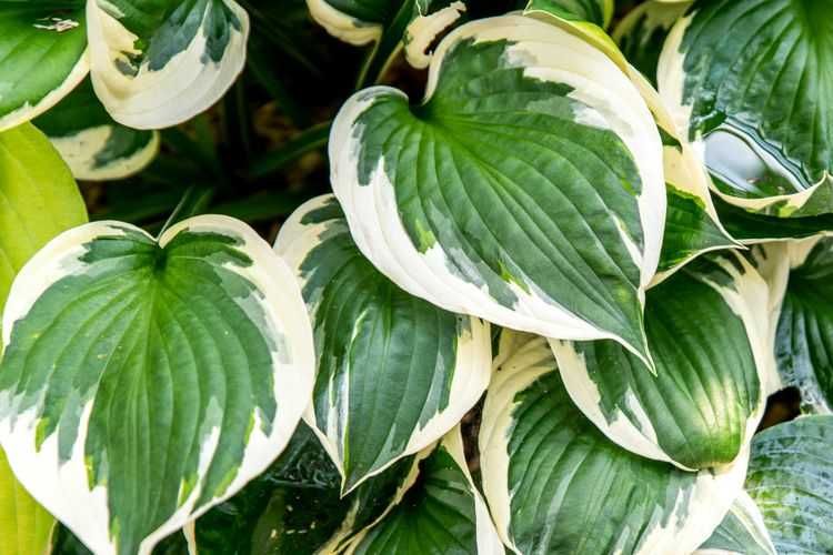 Hemerocallis crin de o zi Hosta crin de toamna