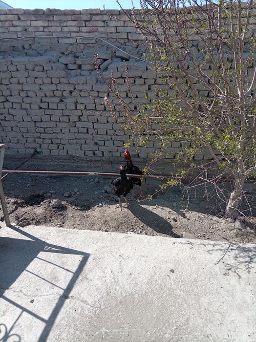 Dakan tuxumlari sotildi