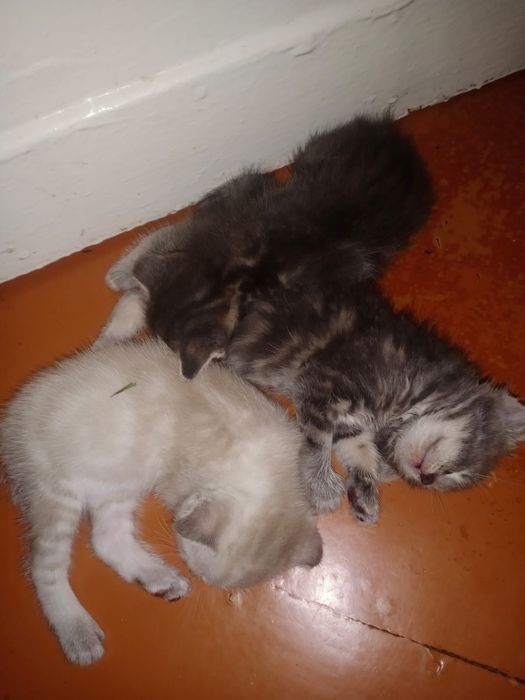 Котята породистые продам.