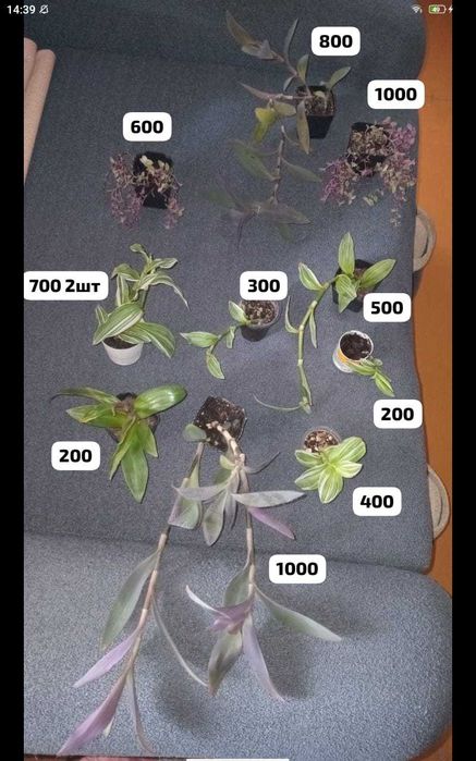 Отростки и цветочки