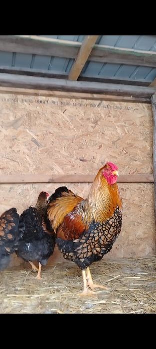 Familie wiandote Gsg 5 gaini și un cocoș.