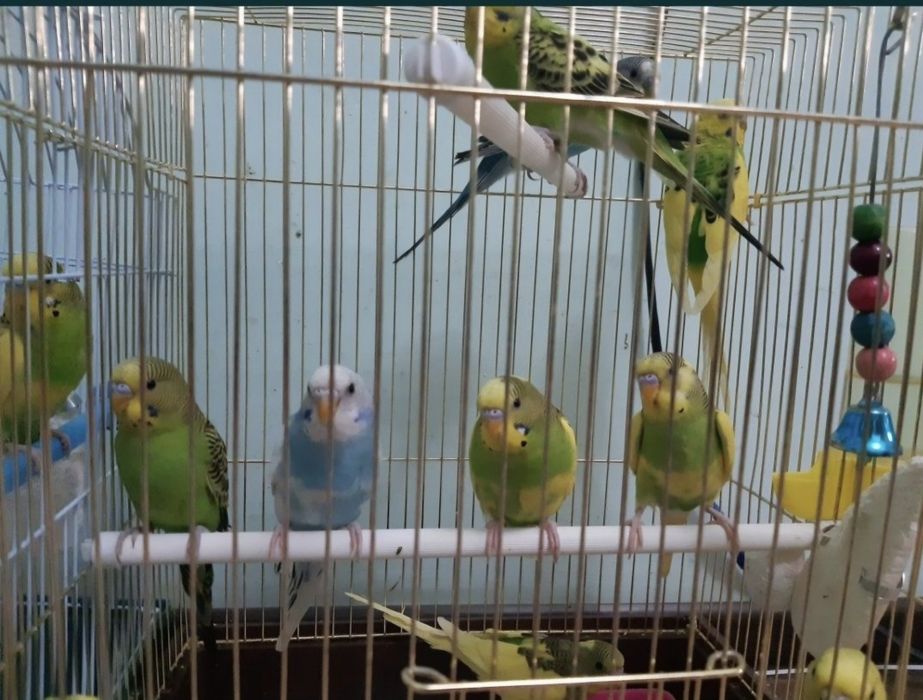 Papugay valnisty sotilandi  va karela ham bor