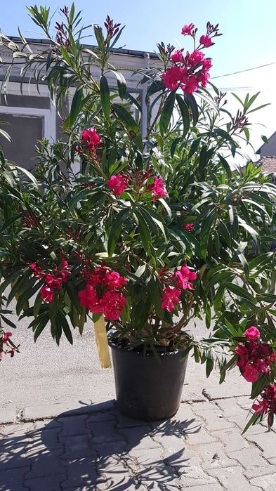 Leandru premium in ghiveci  diverse culori livrare in toata tara