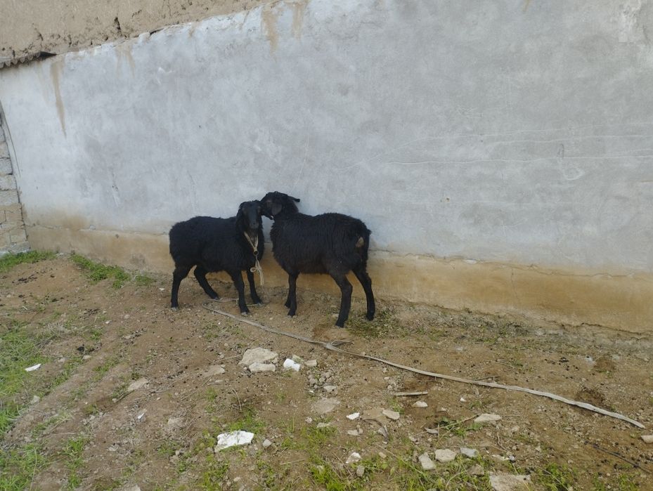 qoʻchqor qoʻzilar 5 oylik