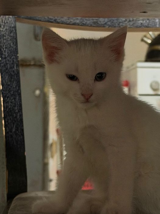 Котенок в хорошие руки!