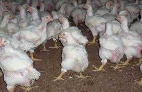 Ferma vinde pui la 24 de zile: puicute ouatoare,pui curcani,pui carne