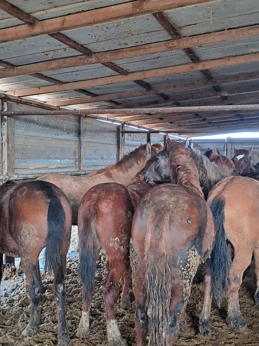 Жирные лошади 20 голов