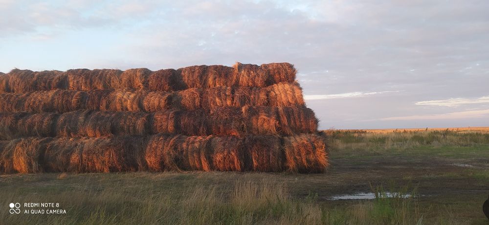 В продаже Сено разнотравье и пырей