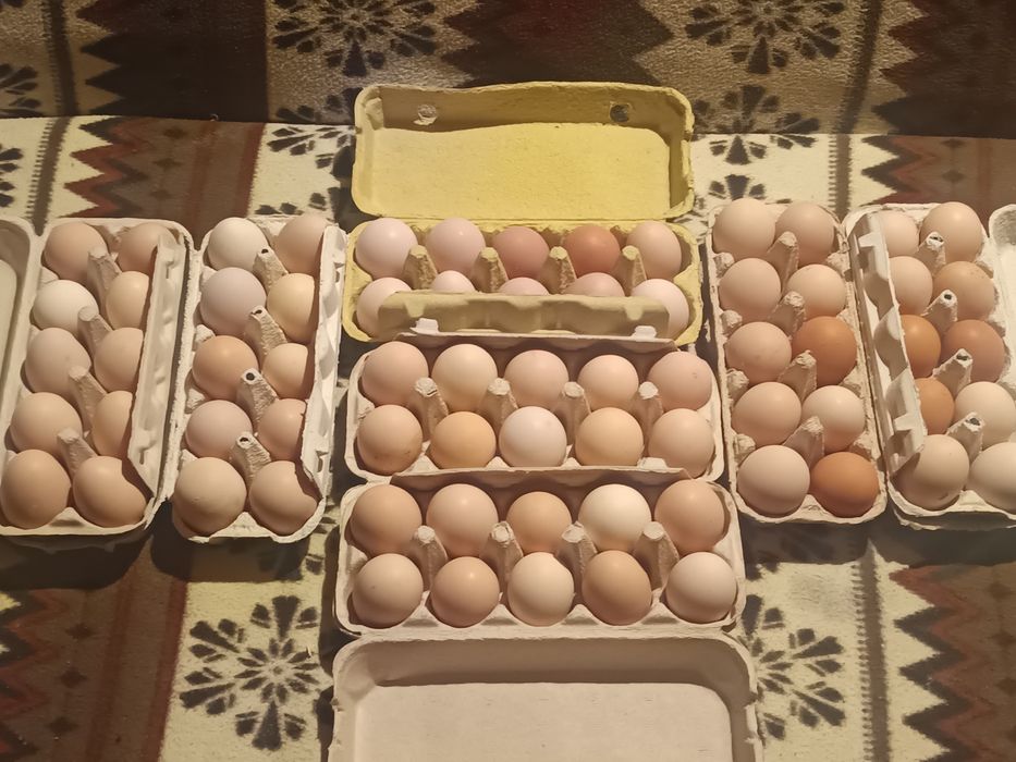 Vând oua de găină astrolop negru