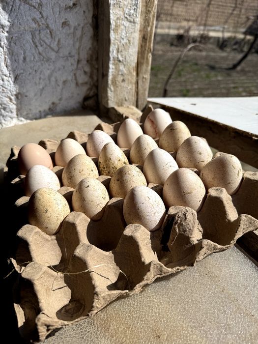 Индюк Тухумлари Тоза парода