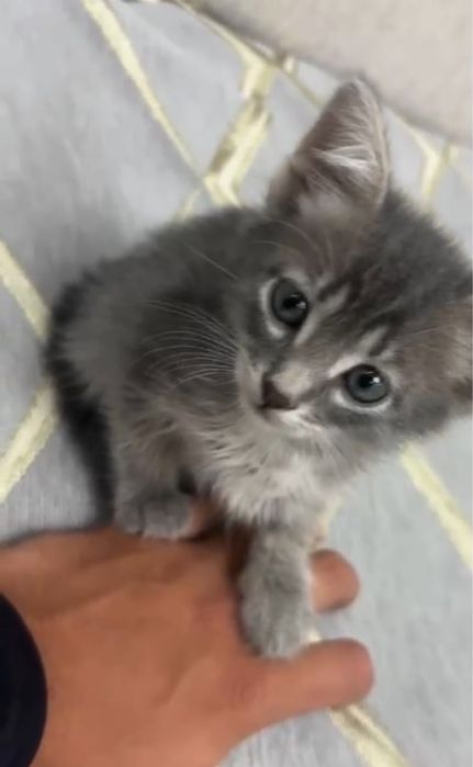 Отдам котёнка хорошие добрые руки,