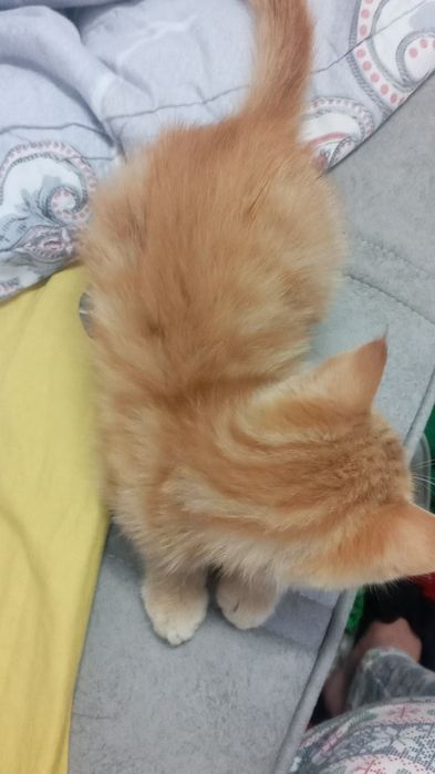 Котёнок домашний