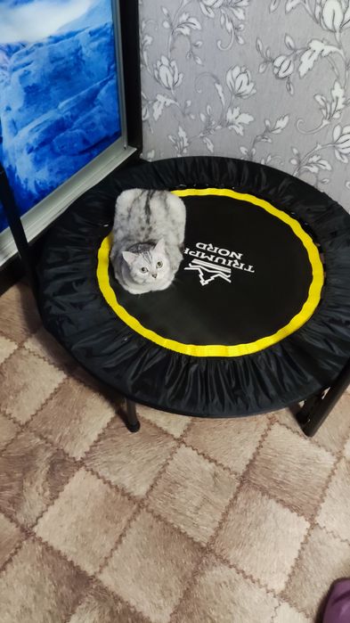 Батут-тренажер Triumph nord