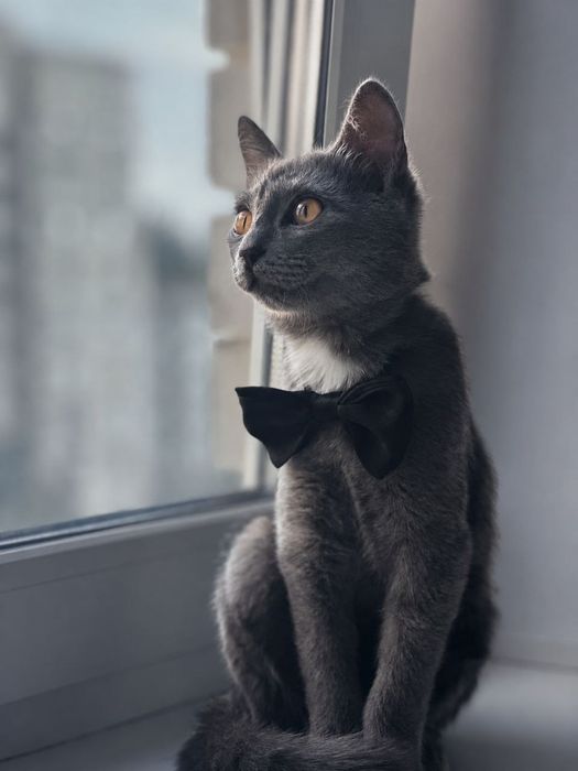 котёнок 4х месяцев.