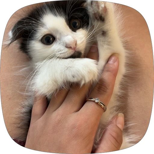 кот мальчик достафка беспл ШОТЛАНСКИЙ