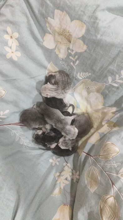 Ona mushuk va bolachalari optimiga sotiladi