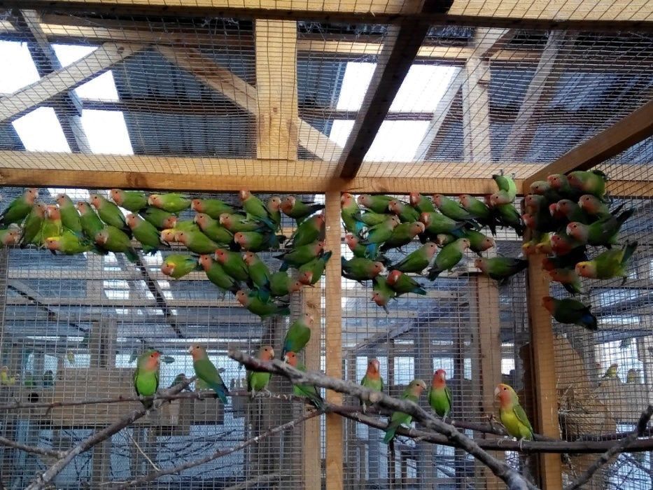 Продаётся взрослые зелёные неразлучники