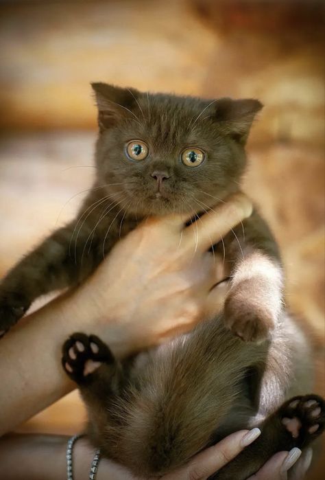 Британские котята шоколадный