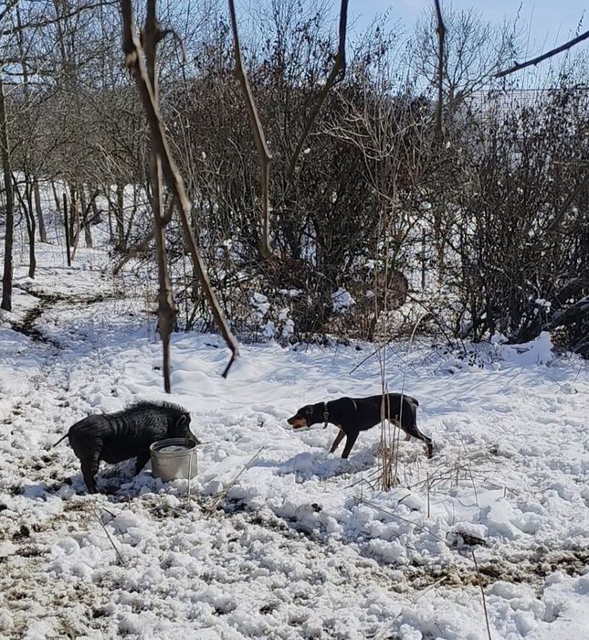 Ardelenesc laika&copoi