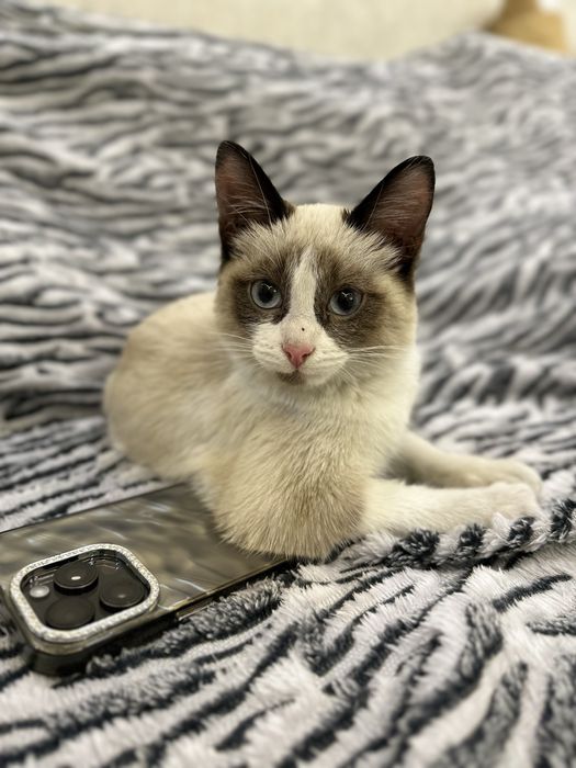 Очень ласковая кошечка ищет свой дом