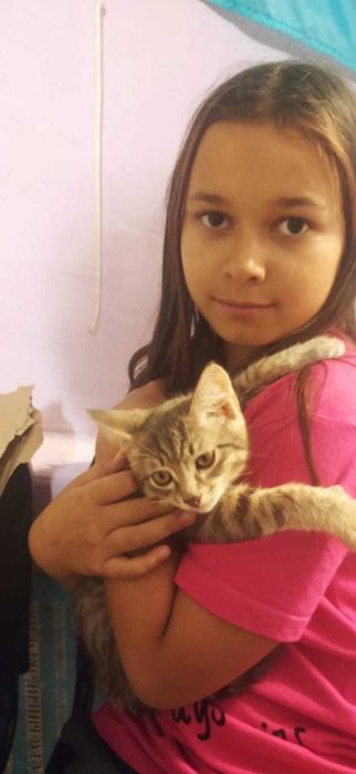 Котята бесплатно