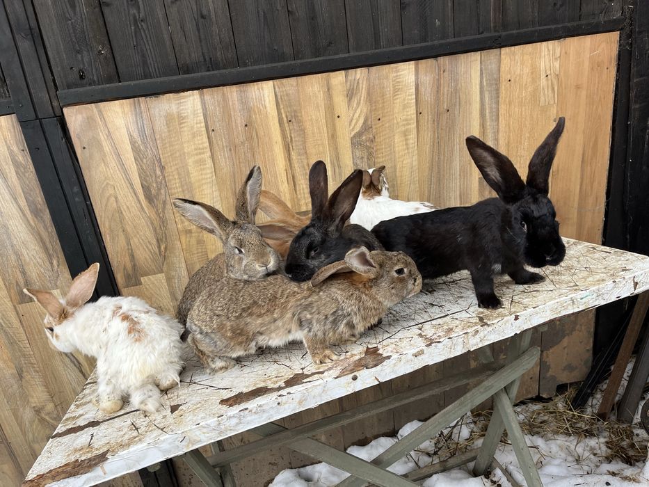 iepuri maturi si tineret