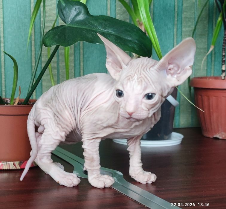 Котик мальчик сфинкс