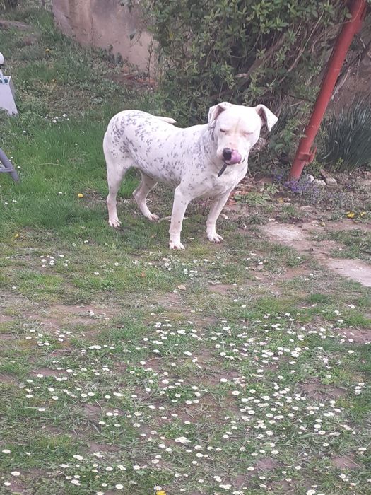 Donez  câine ,Dog argentinian  spre adoptie . Menționez că este cuminte, prietenos  și  jucăuș .