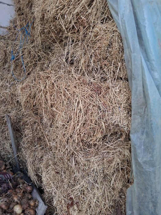 Vând baloti  trifoi