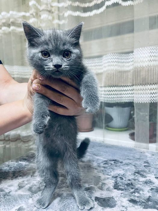 Продаются котята мальчик и девочка