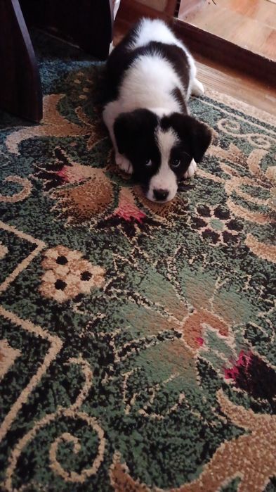 Щенок- девочка , 3 месяца